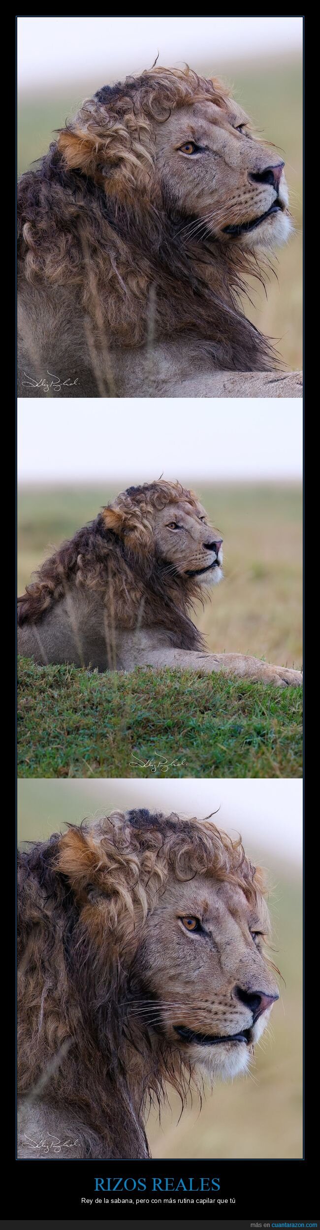le&oacute;n,melena,rizos,sabana,fotograf&iacute;a