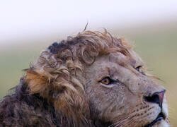Enlace a Un fotógrafo de vida salvaje captó la imagen de un león macho con una melena perfectamente rizada.