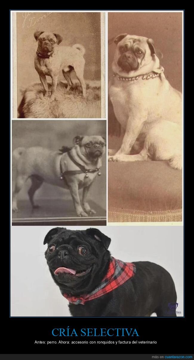 pug,perros,antes,ahora,evoluci&oacute;n