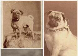 Enlace a Los pugs en el siglo XIX frente a los pugs actuales