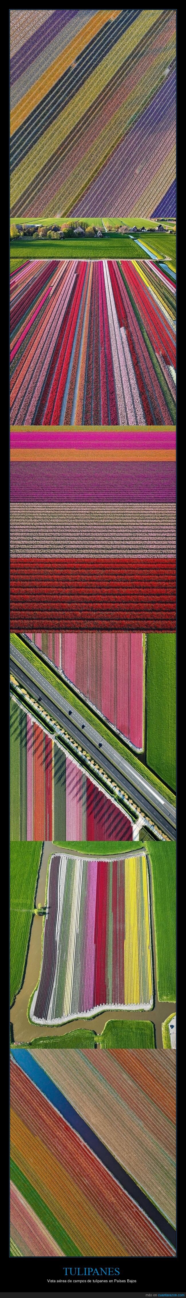 tulipanes,Holanda,primavera,turismo,postureo