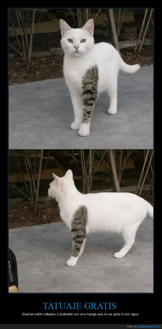 gato,tatuaje,manga,parche,contraste