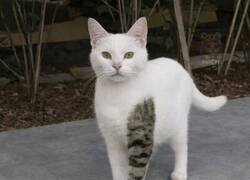 Enlace a Gatito con el brazo tatuado