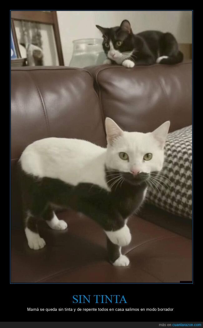 gatos,tinta,fotocopia,madre,desastre