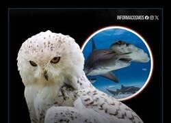 Enlace a La ONU incorporó 40 nuevas especies a su lista de protección internacional, incluyendo al guepardo, el tiburón martillo y el búho nival