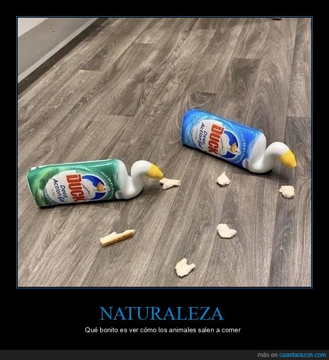 naturaleza,limpieza,accidente,migas,parodia