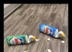 Enlace a La naturaleza es preciosa… hasta que se cae del armario