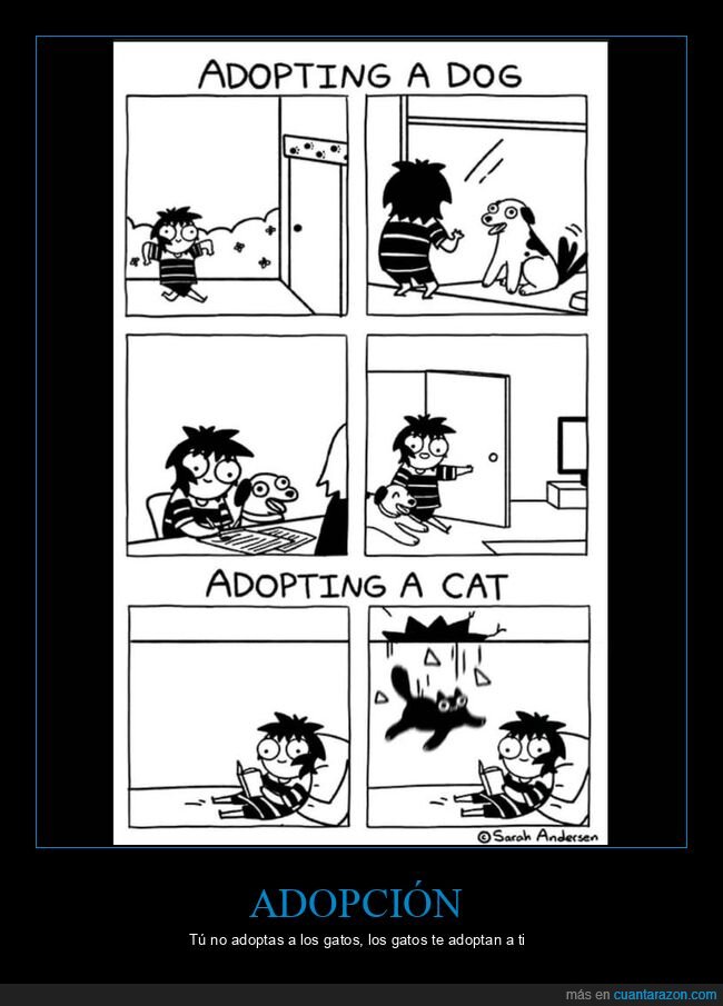 adopci&oacute;n,perro,gato,caos,hogar