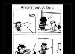 Enlace a El gato escoge