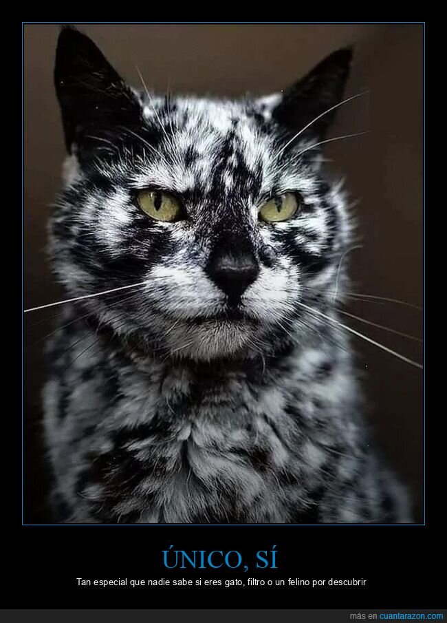 gato,mirada,filtro,unicidad,actitud