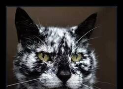 Enlace a Único y hermoso