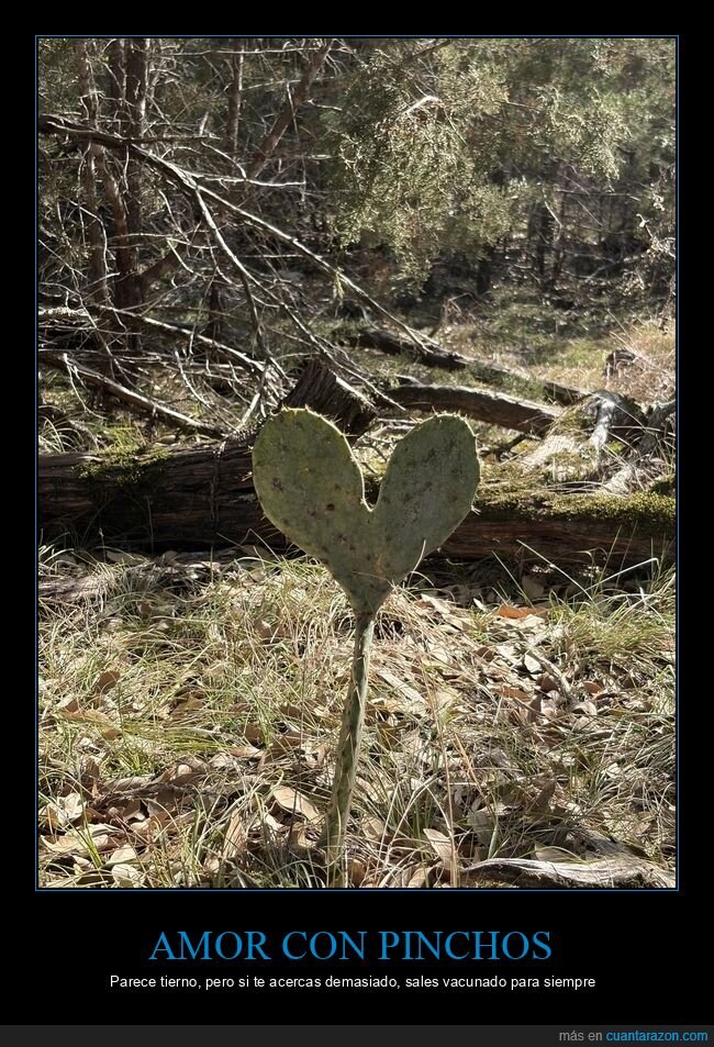 cactus,corazon,pinchos,jardin,distancia