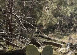 Enlace a El corazón de mi ex