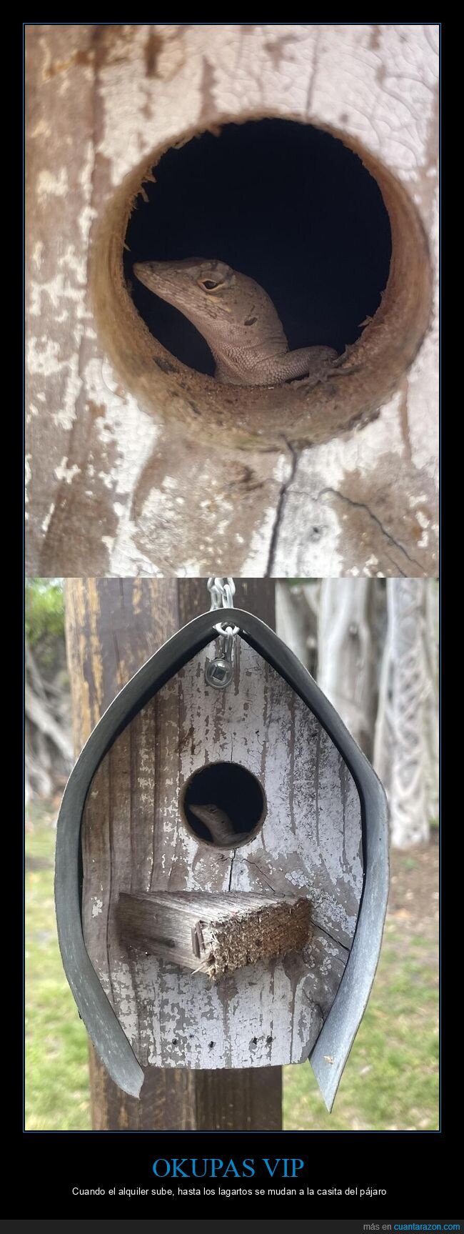 lagarto,caseta,p&aacute;jaro,okupa,invasi&oacute;n