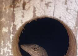 Enlace a Un lagarto en el nido de pájaros