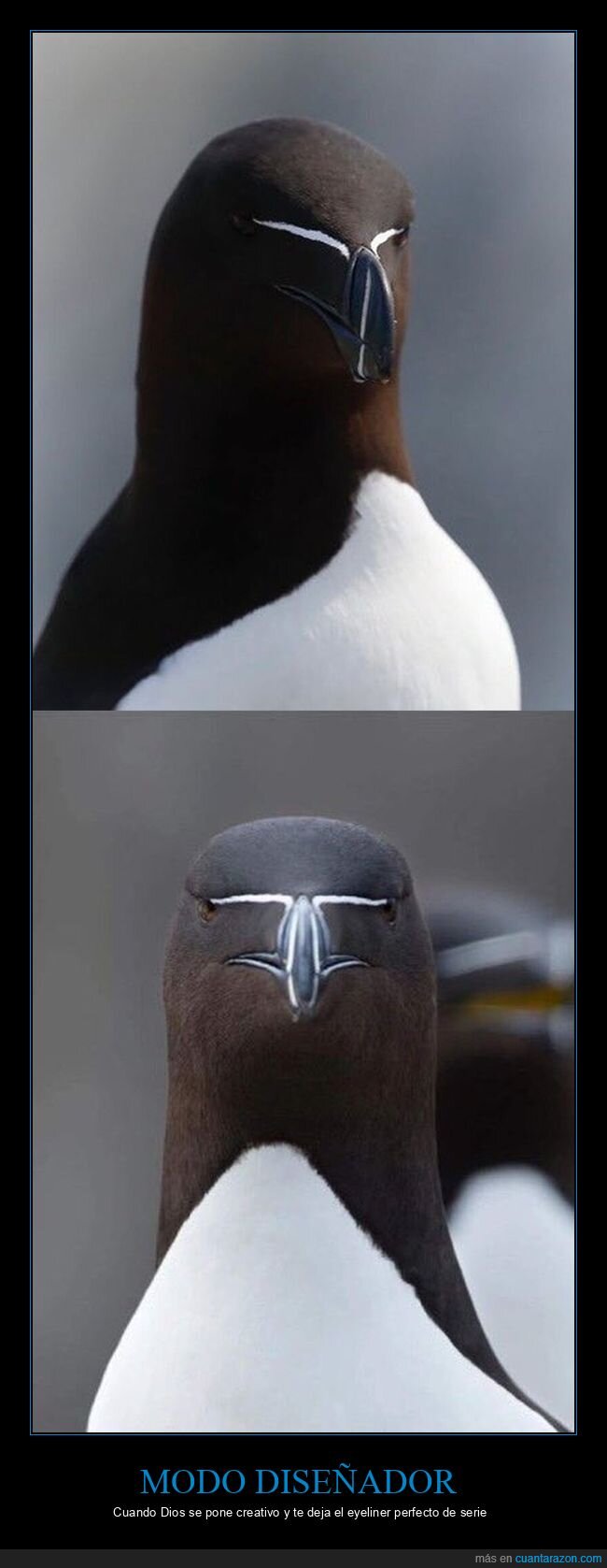 razorbill,p&aacute;jaro,eyeliner,mirada,naturaleza
