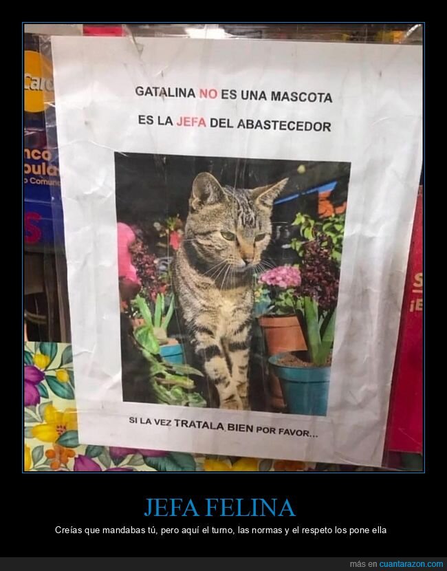 gato,jefa,abastecedor,cartel,respeto