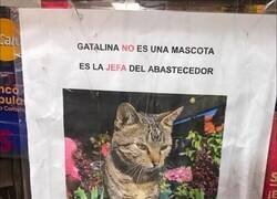 Enlace a Yo no soy mascota, soy recursos felinos