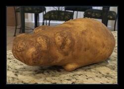 Enlace a ¿Perro o gato? Pues patata