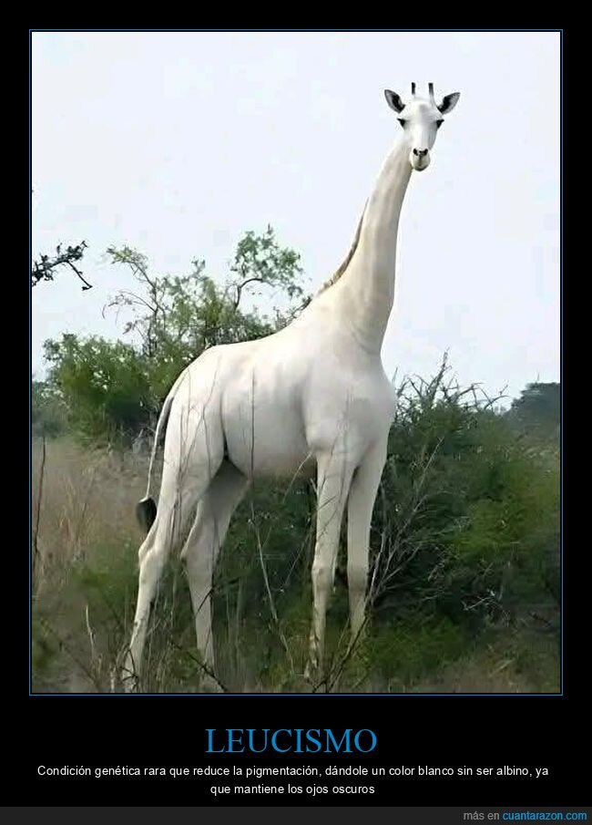 jirafa,Kenia,GPS,furtivos,conservaci&oacute;n