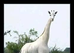 Enlace a La única jirafa blanca conocida en el mundo vive en Kenia y lleva un rastreador GPS para protegerla de los cazadores furtivos