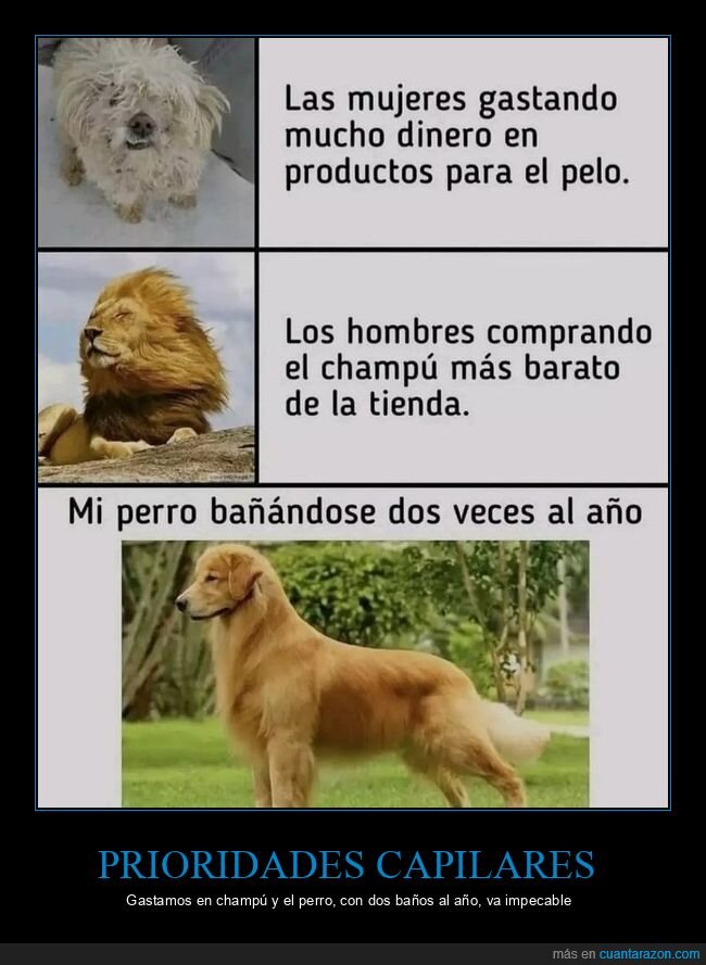 perro,champ&uacute;,pelo,comparaci&oacute;n,ahorro