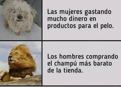 Enlace a Yo con el champú de 1€ y el perro pareciendo anuncio