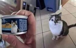 Enlace a Cuando ves que tu gato es la marca blanca de sí mismo