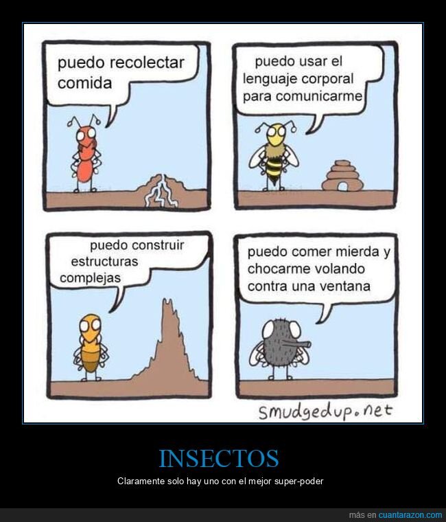 insectos,evolucion,trabajo,ventana,torpeza