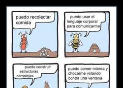 Enlace a Todo iba bien… hasta que me hice mosca