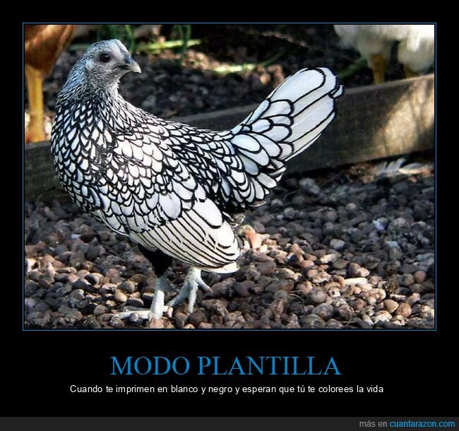 gallina,plantilla,colorear,patr&oacute;n,blanconegro