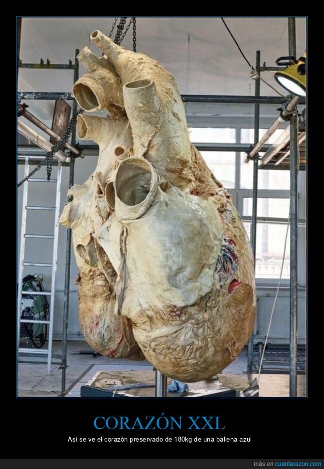 ballena,corazon,ciencia,gigante,comparacion