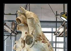 Enlace a El corazón de la ballena azul, que pesa 180 kilogramos, tiene el tamaño de un coche pequeño.