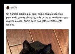 Enlace a Perdí al gato… y gané 2x1