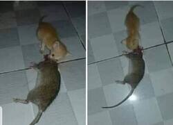 Enlace a Gatito en adopción… y ojo con el currículum