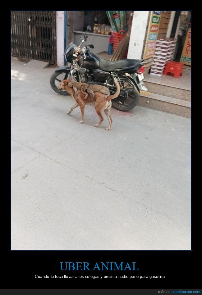 monos,perro,paseo,ciudad,aventura