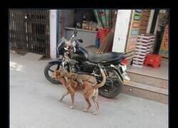 Enlace a Dos monos montando en un perro en la India.