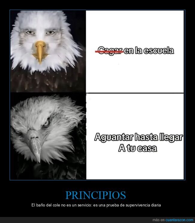 escuela,ba&ntilde;o,aguantar,supervivencia,&aacute;guila