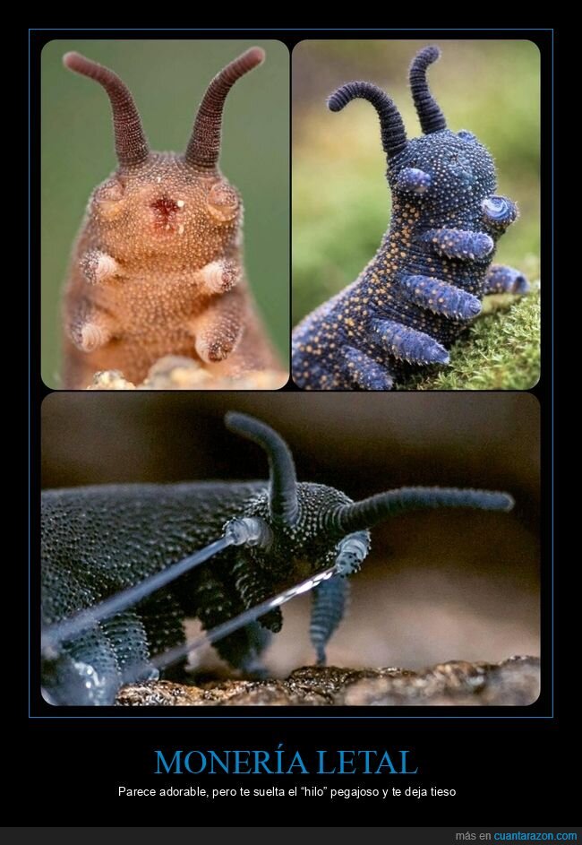 gusano,depredador,pegamento,naturaleza,bicho