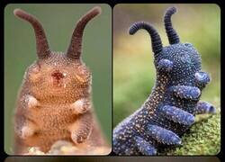 Enlace a Gusanos de terciopelo: estas adorables criaturas son en realidad feroces depredadores que capturan a sus presas con un adhesivo de secado rápido