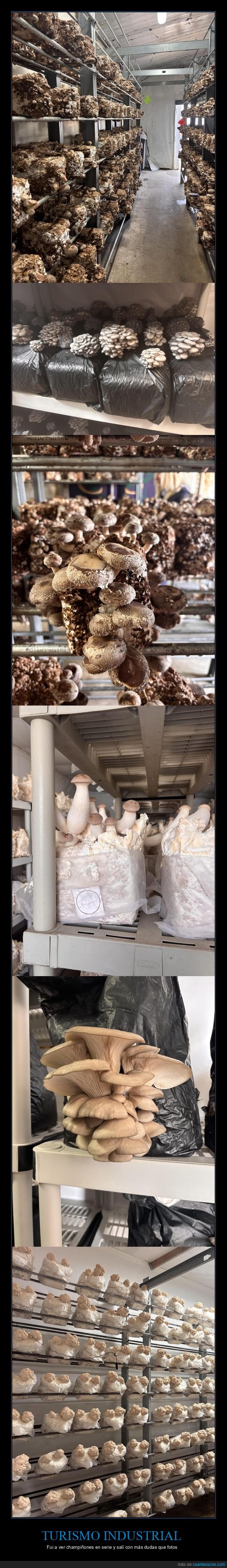 setas,f&aacute;brica,tour,champi&ntilde;ones,turismo