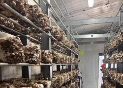 Enlace a De visita a una fábrica de champiñones