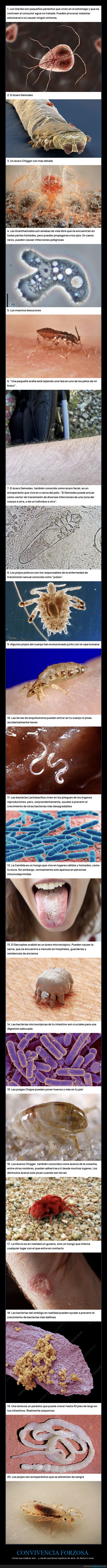 par&aacute;sitos,insectos,piel,higiene,skincare