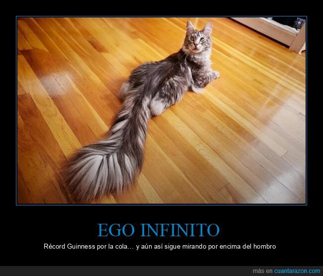 gato,Guinness,cola,r&eacute;cord,postureo