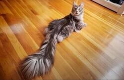 Enlace a Este gato ostenta el récord Guinness al tener la cola más larga