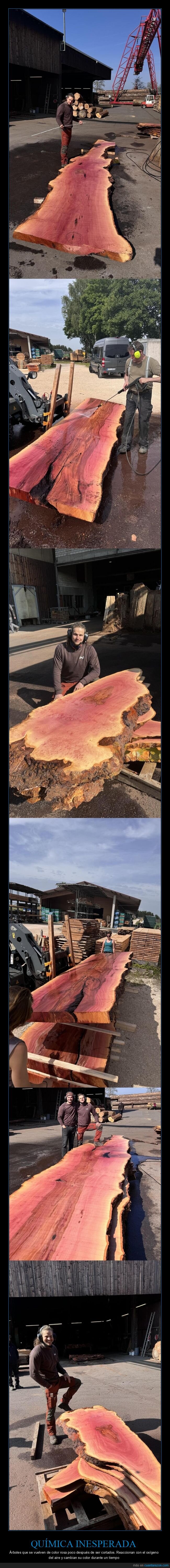 &aacute;rboles,madera,rosa,oxidaci&oacute;n,naturaleza