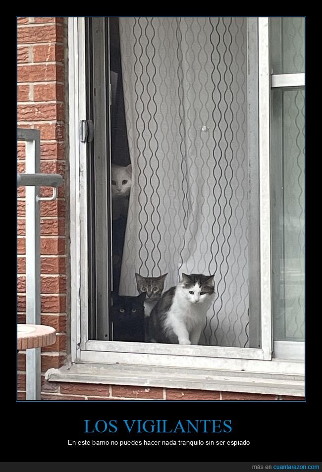 gatos,ventana,vigilancia,vecinos,cotilleo