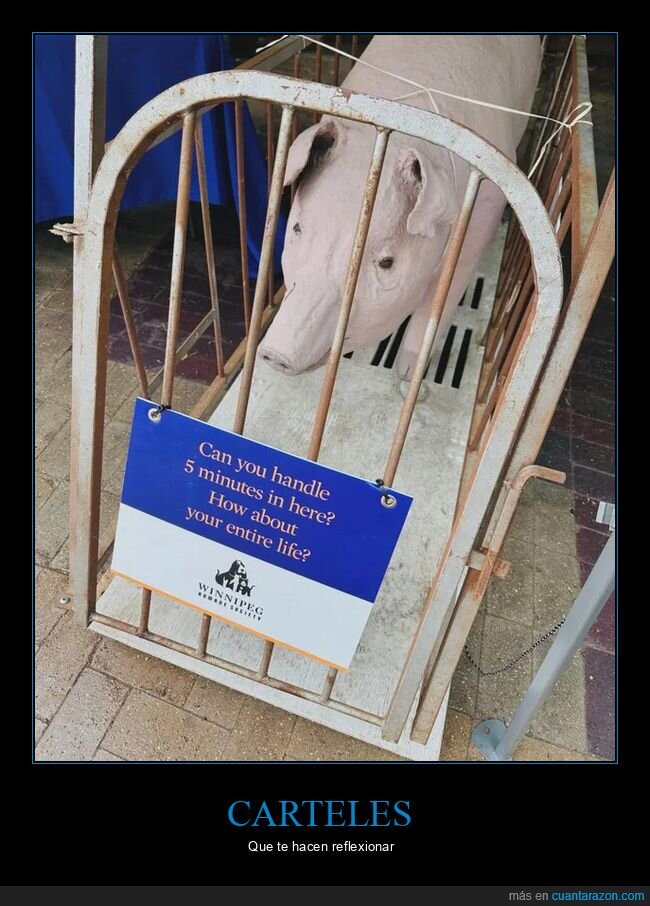 cerdos,ganaderia,jaulas,industria,protesta