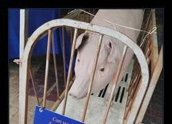 Enlace a Una réplica de cómo las cerdas reproductoras pasan sus vidas en las granjas industriales