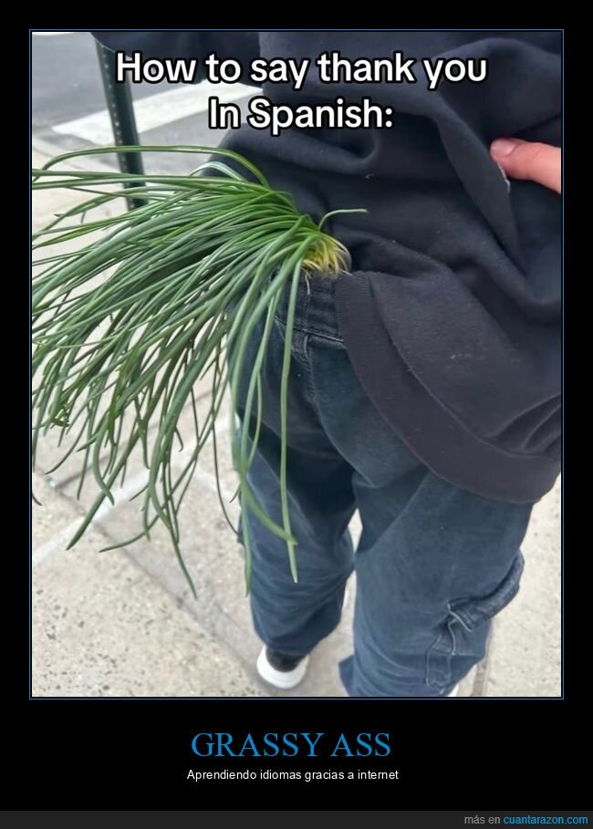 cebollino,ramo,agradecimiento,confusion,traduccion